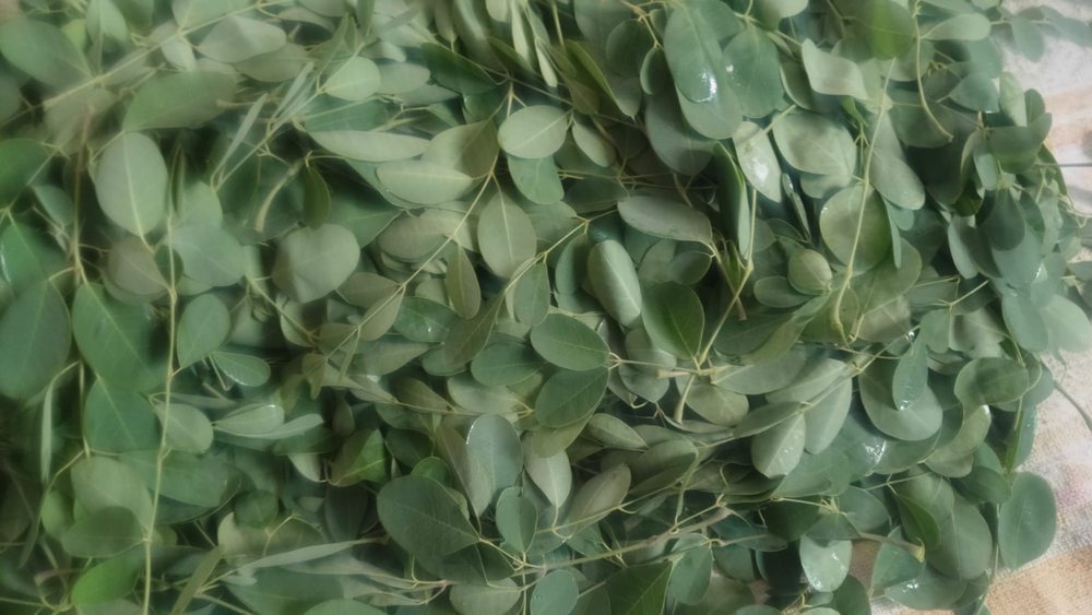 Dry Coriander Leaves