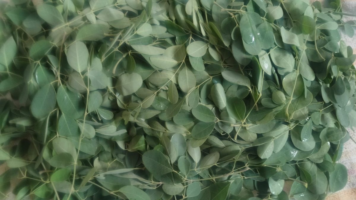 Dry Moringa Leaves