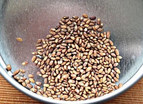 Organic Rosemary Seed