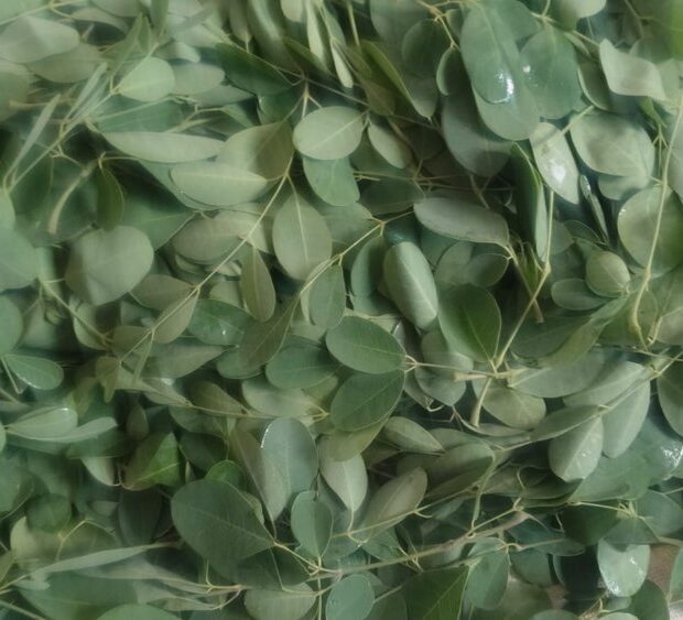 Dry Curry Leaves